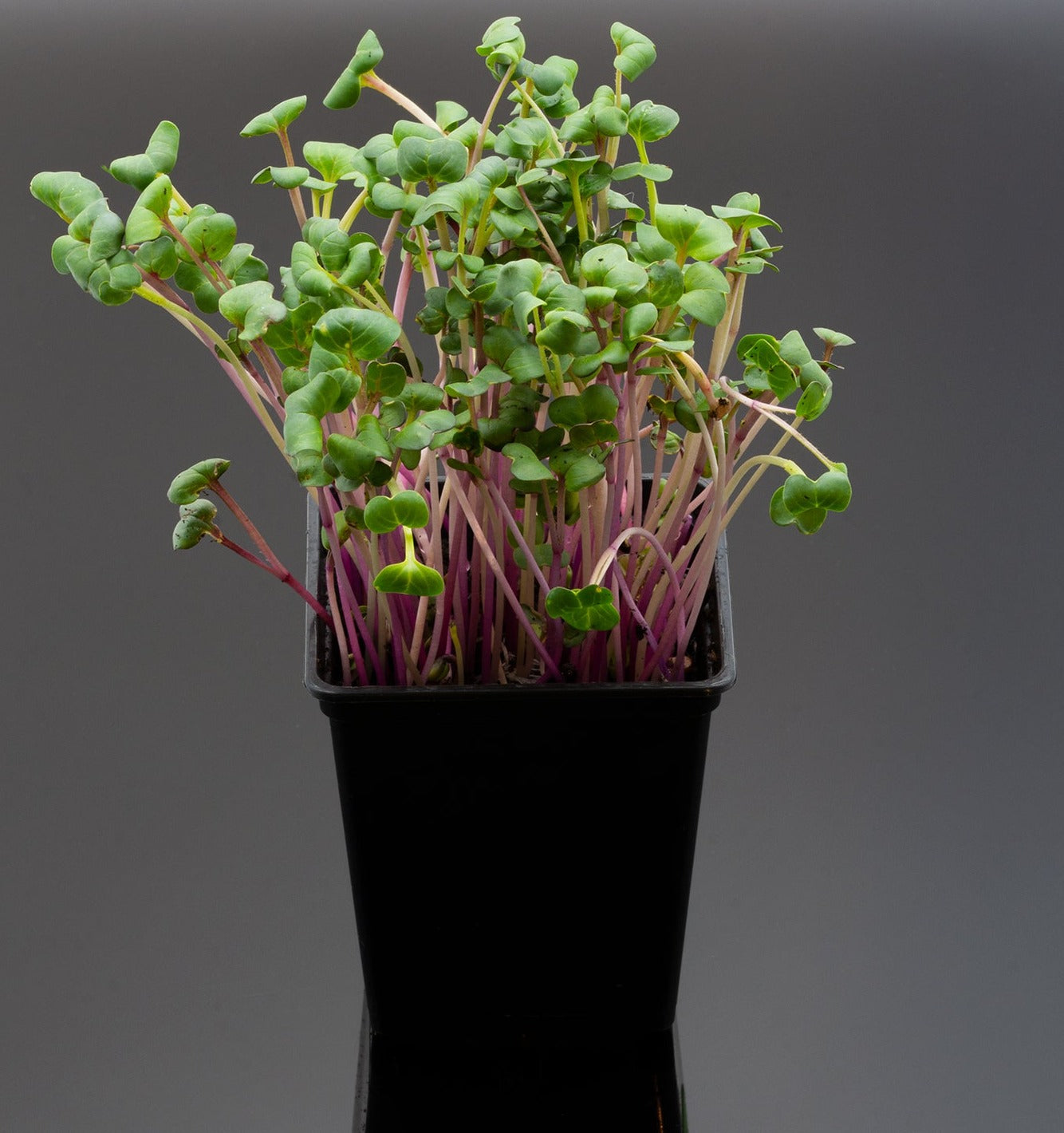 Rädisfrö Chinarose EKO 100gram