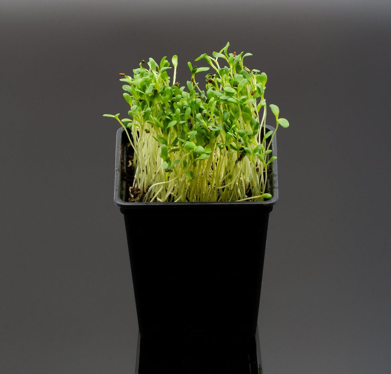 Alfalfa Demetra EKO 100g