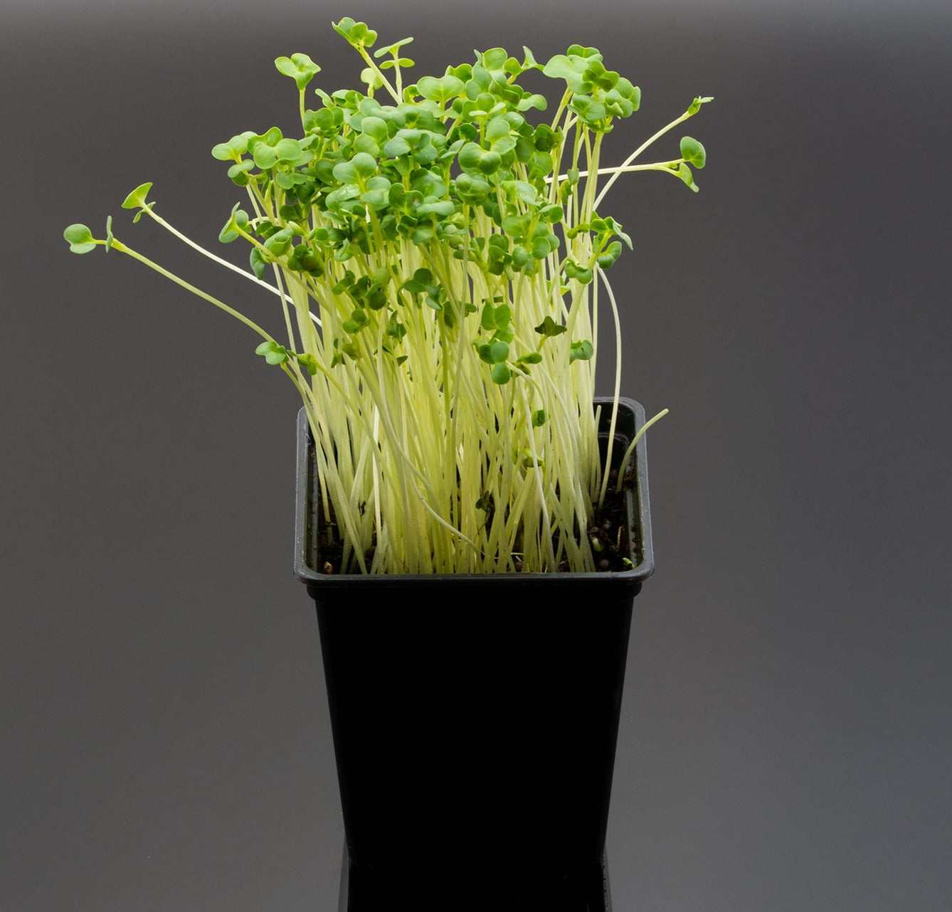 Broccoli (Calabrese) EKO 100gram