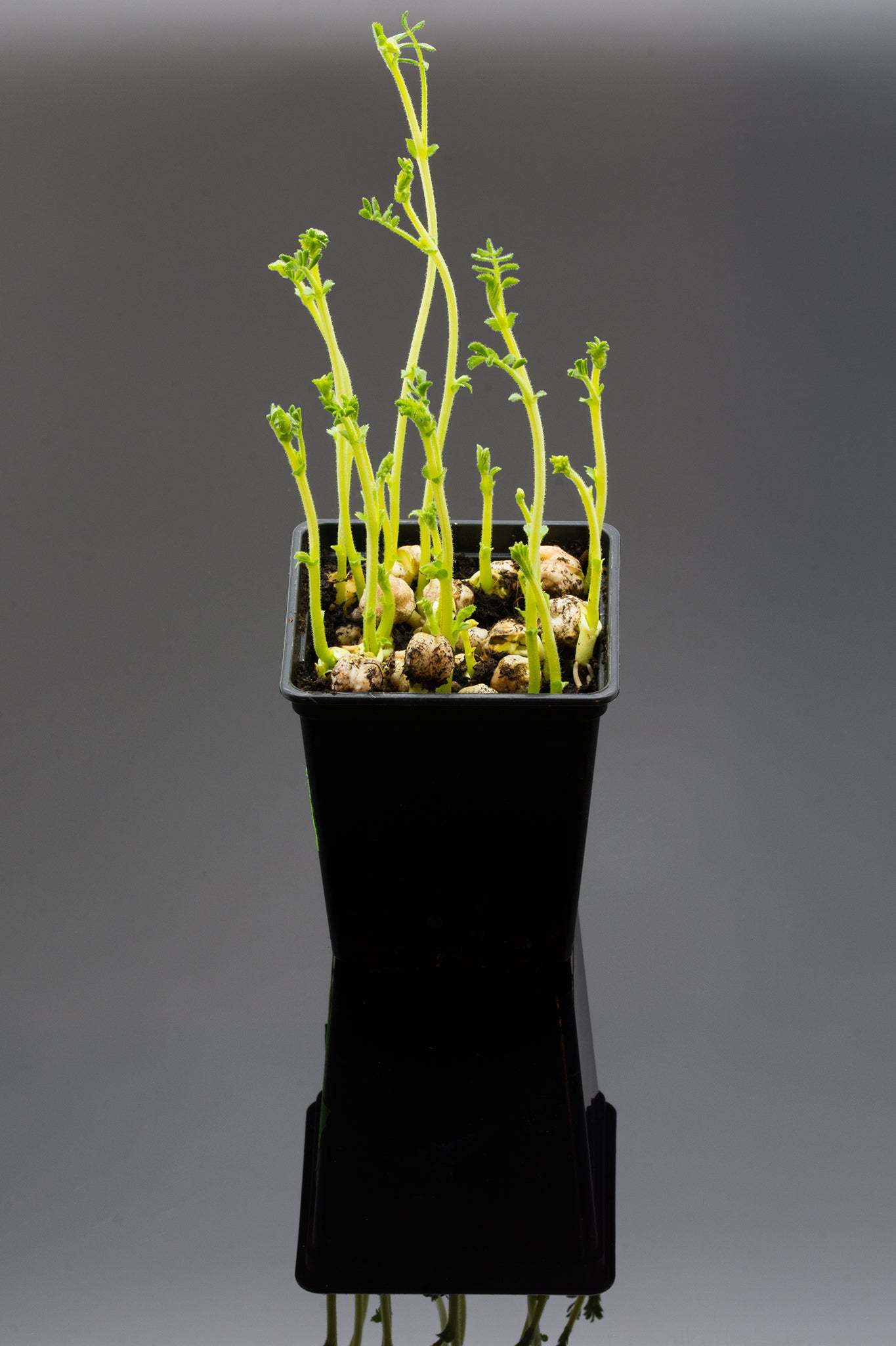 Kikärtor EKO 200gram