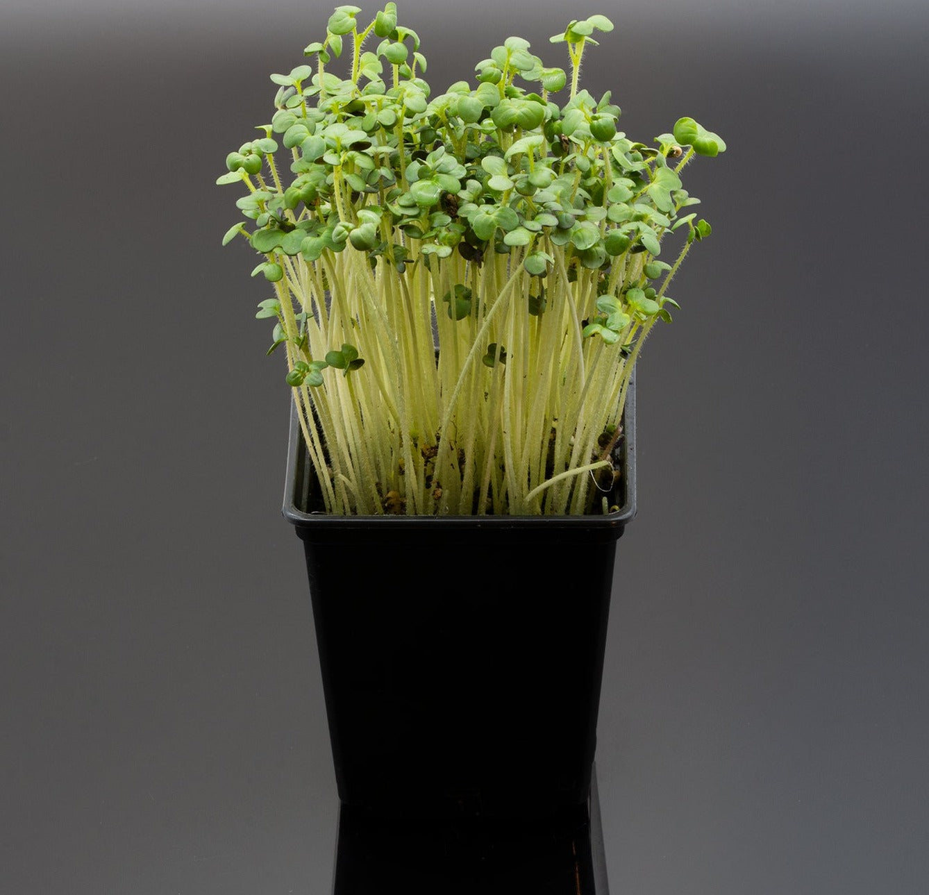 Vit Senapsfrö EKO 200gram