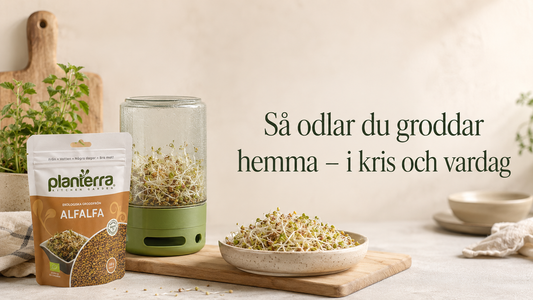 Så odlar du groddar hemma – steg för steg