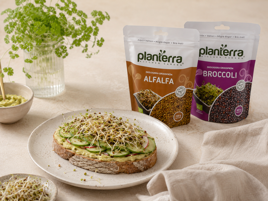Groddmacka med avokado, gurka och alfalfa