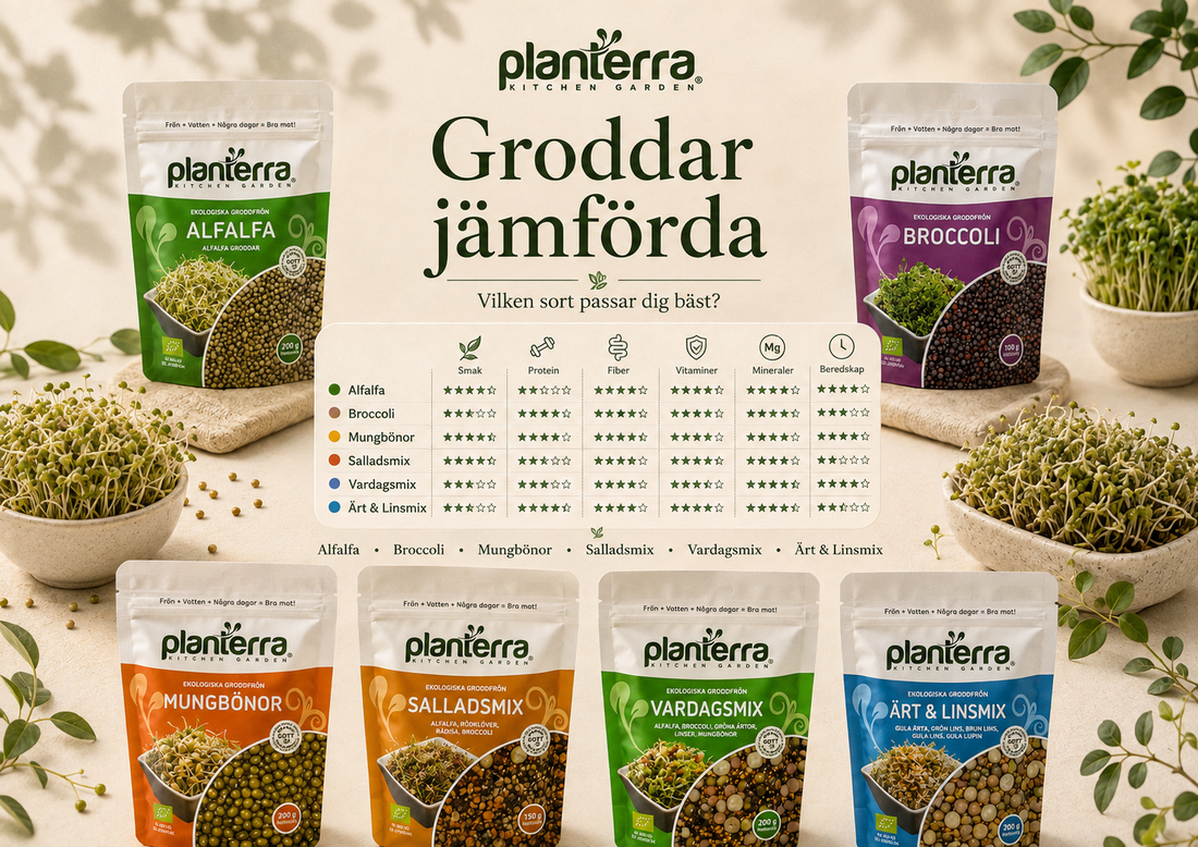 Groddar jämförda – vilken Planterra-sort passar dig bäst?