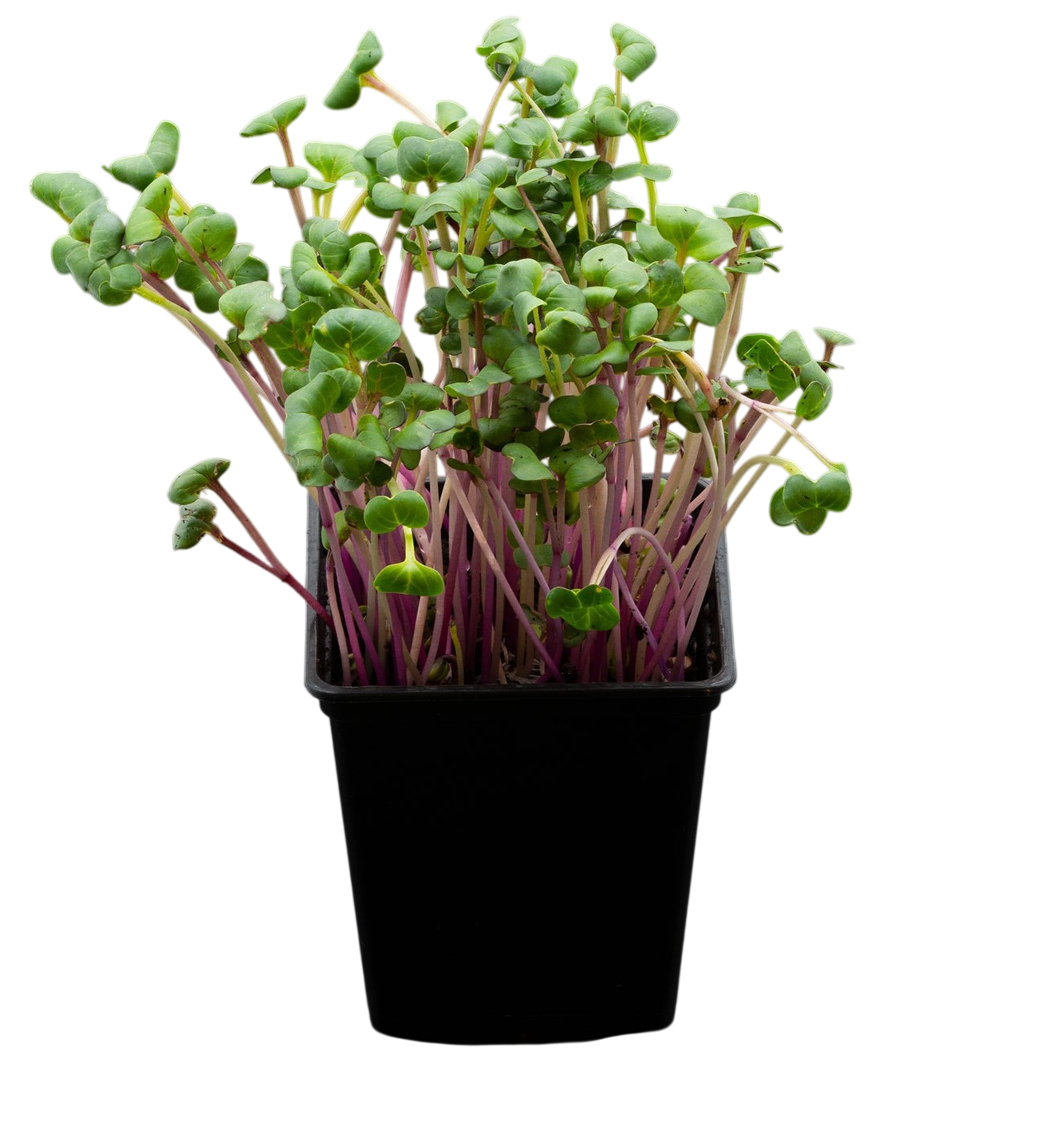 Ekologiska groddfrön Rädisa Chinarose – 100 g
