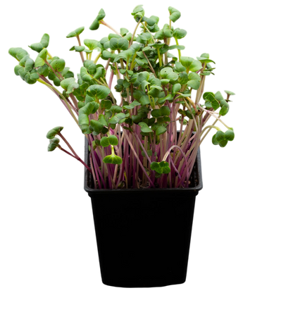 Ekologiska groddfrön Rädisa Chinarose – 100 g