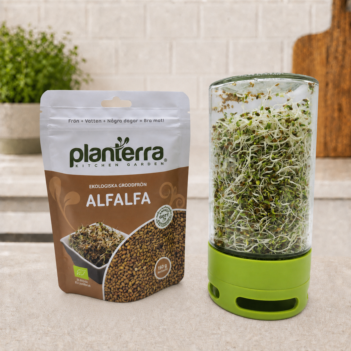 Ekologiska groddfrön Alfalfa – 150 g