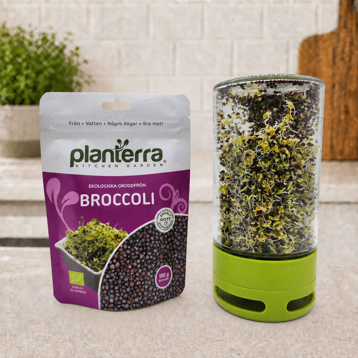 Ekologiska groddfrön Broccoli – 100 g