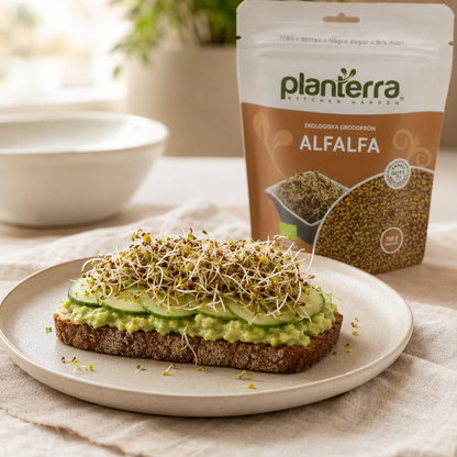 Ekologiska groddfrön Alfalfa – 150 g