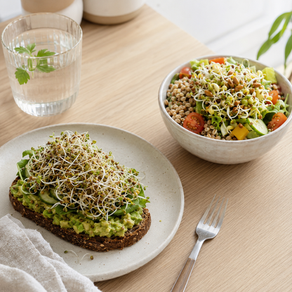 Planterra Startpaket för groddodling – groddburk + 2 fröpåsar