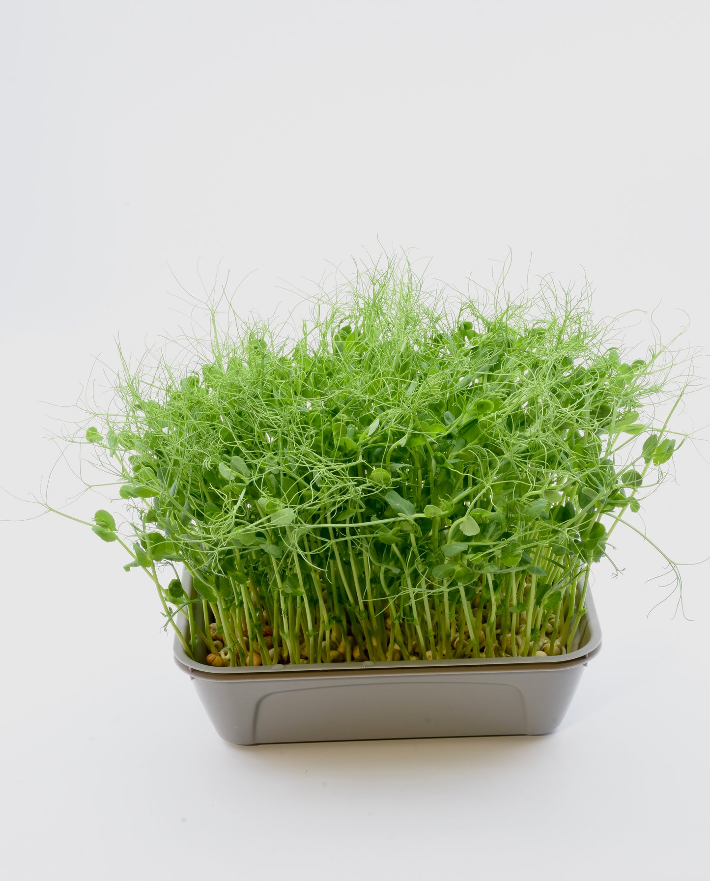 Startpaket Microgreens 1