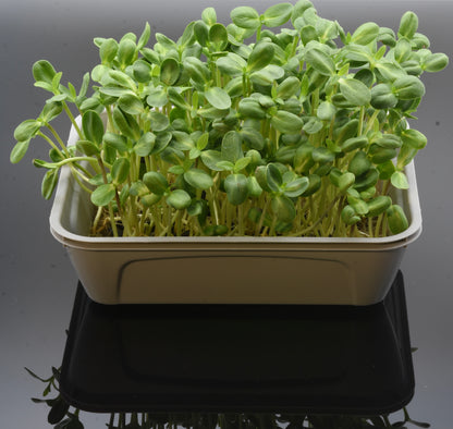 Startpaket Microgreens 4